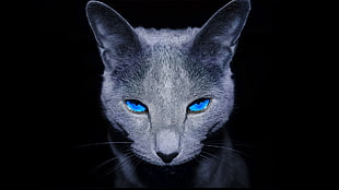 gray cat with blue eyes HD wallpaper